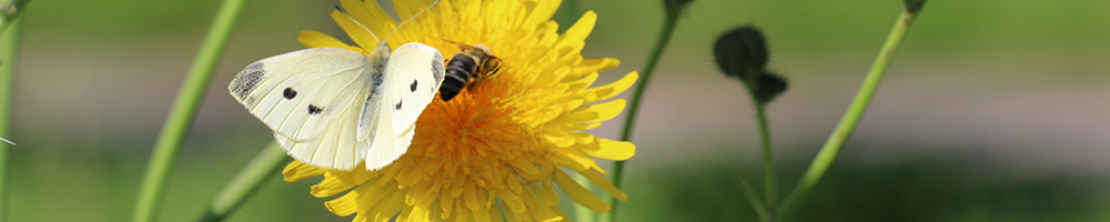 Headerbild von Obstparadies Altkamp Impressum zeigt Kohlweißling-Schmetterling auf einer Löwenzahnblüte